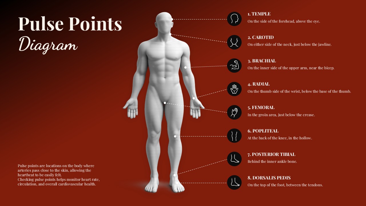 Pulse Points Diagram PowerPoint presentation template showing a human body with labeled pulse locations including temporal, carotid, brachial, radial, femoral, popliteal, posterior tibial, and dorsalis pedis for medical and anatomy presentations.
